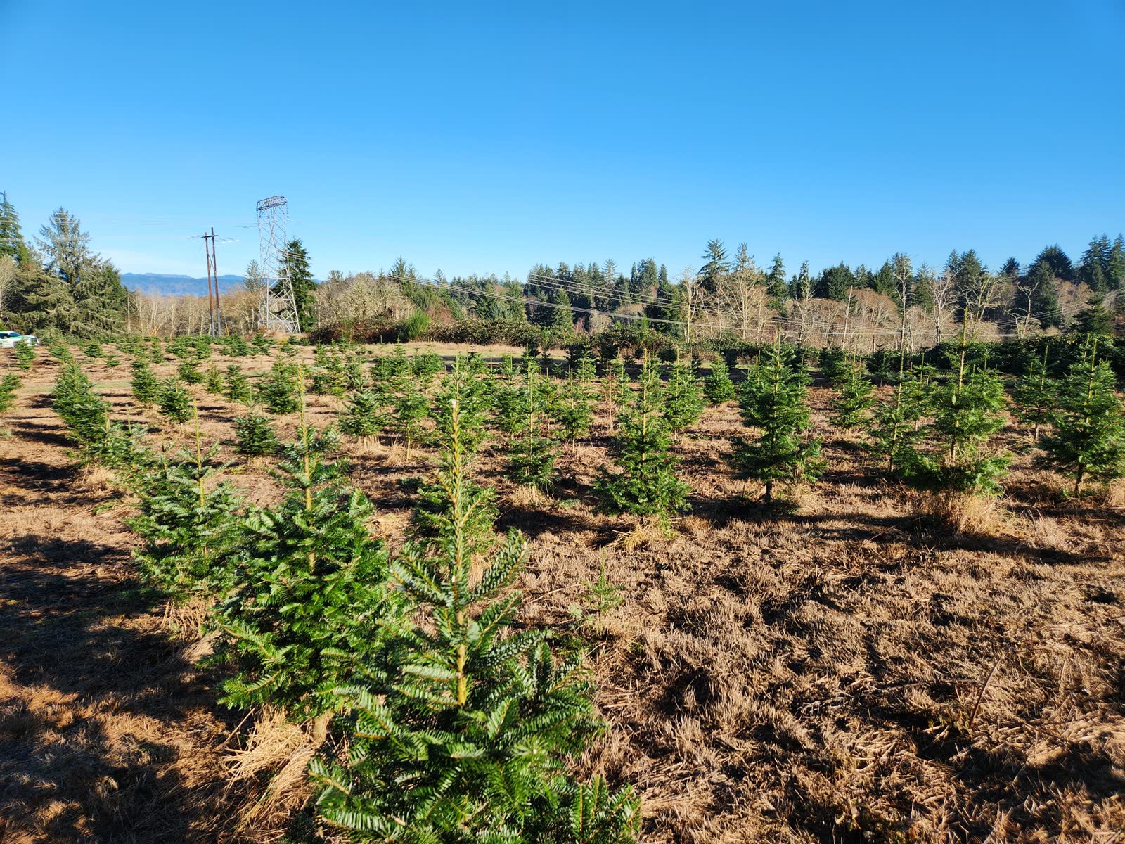 Young evergreen trees growing in rows at a sunny farm field with a blue sky