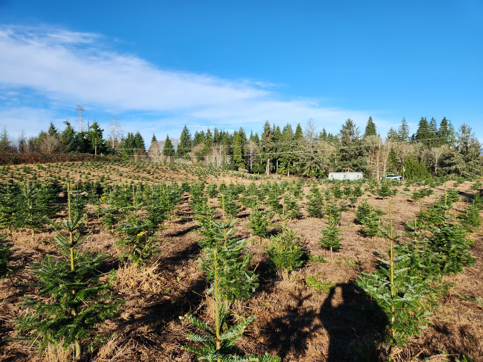 Rows of young evergreen trees growing on a hillside tree farm beneath a bright blue sky